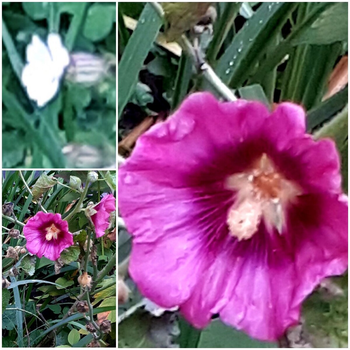 Коллаж автора статьи 20.10.2025г.