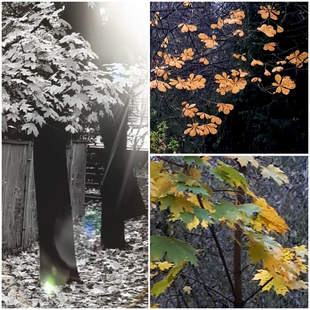 Коллаж автора статьи 20.10.2025г.