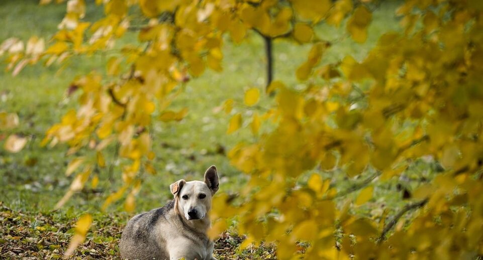    Медиасток.РФ