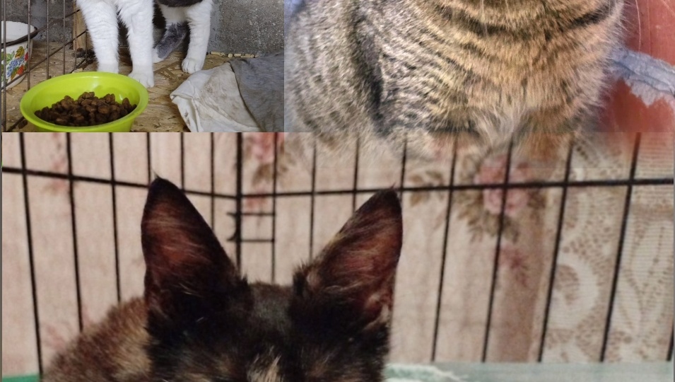 Кот гадит где попало! Как отучить кота метить территорию.