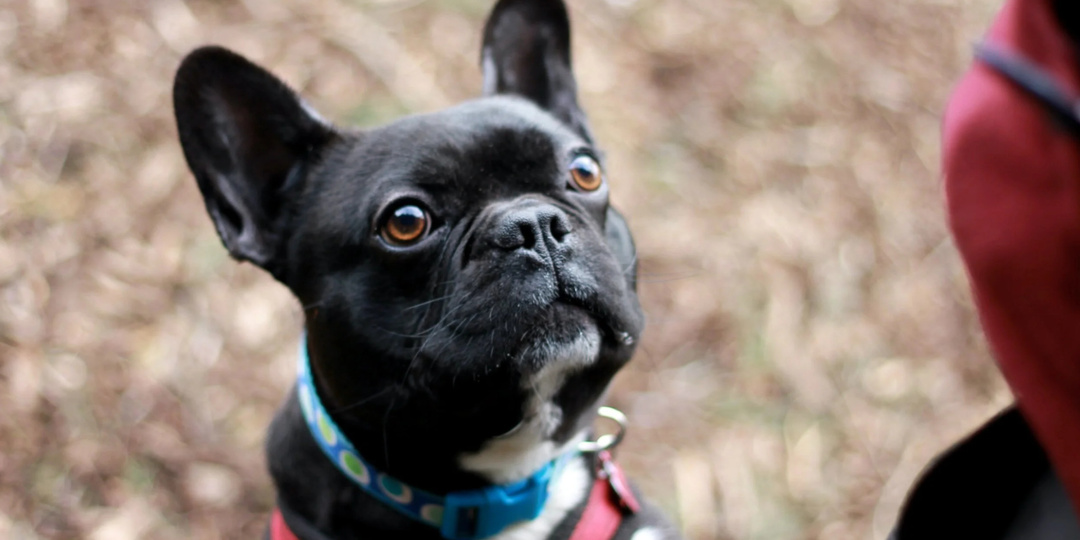 «Что сделать, чтобы собака на прогулке следила за хозяином?»