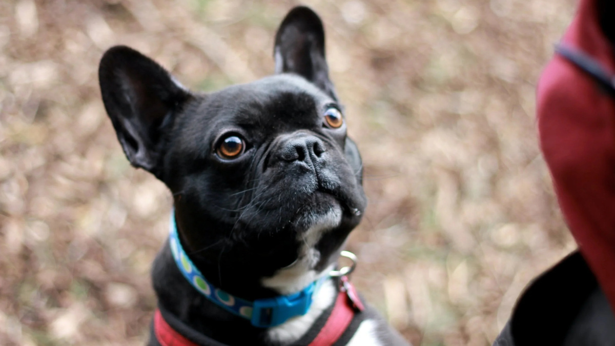 Решение проще некуда – запастись лакомством и периодически во время прогулки угощать собаку вкусняшками. Фото Rhiannon Elliott/Unsplash