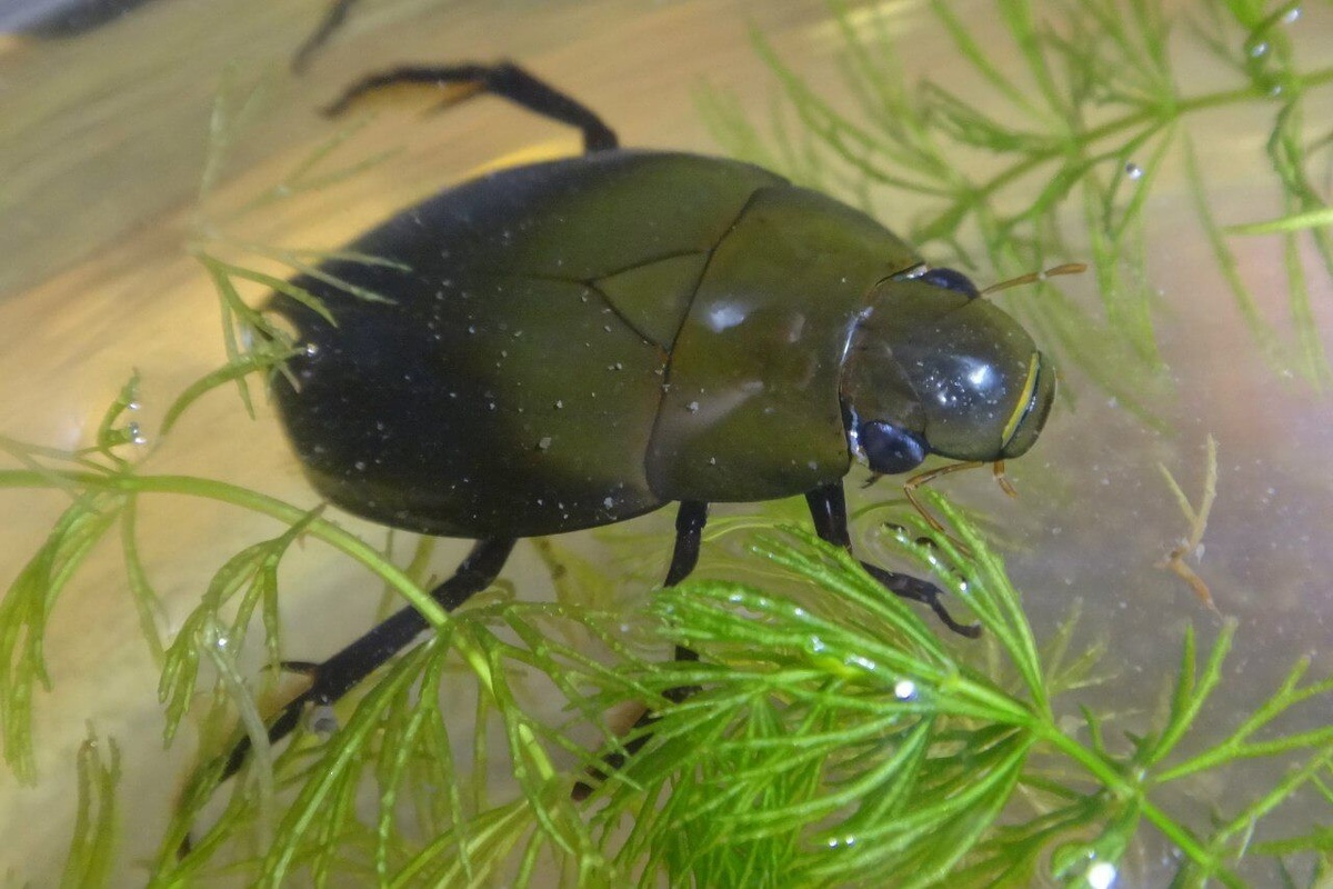 Убийца с лицом ребенка