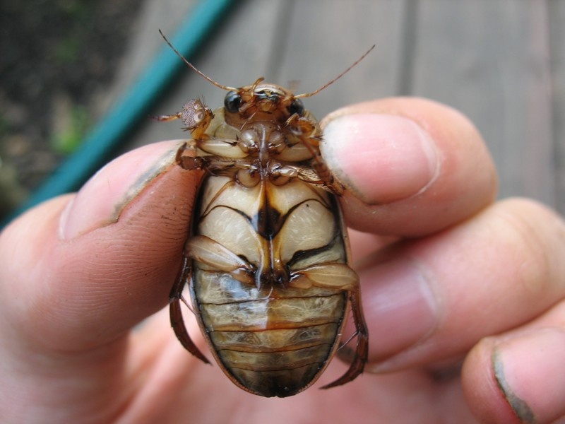 Дима, помаши рукой маме!