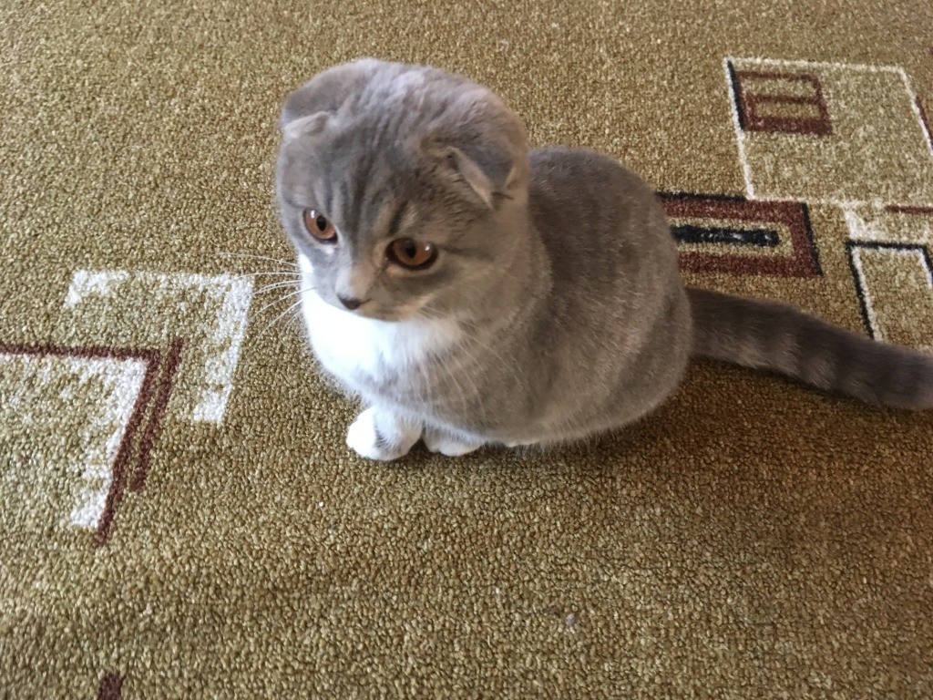 Нашлась мадам, которая считает, что таким котам нет места в этом мире... И нужно их отправить всех в мир иной...