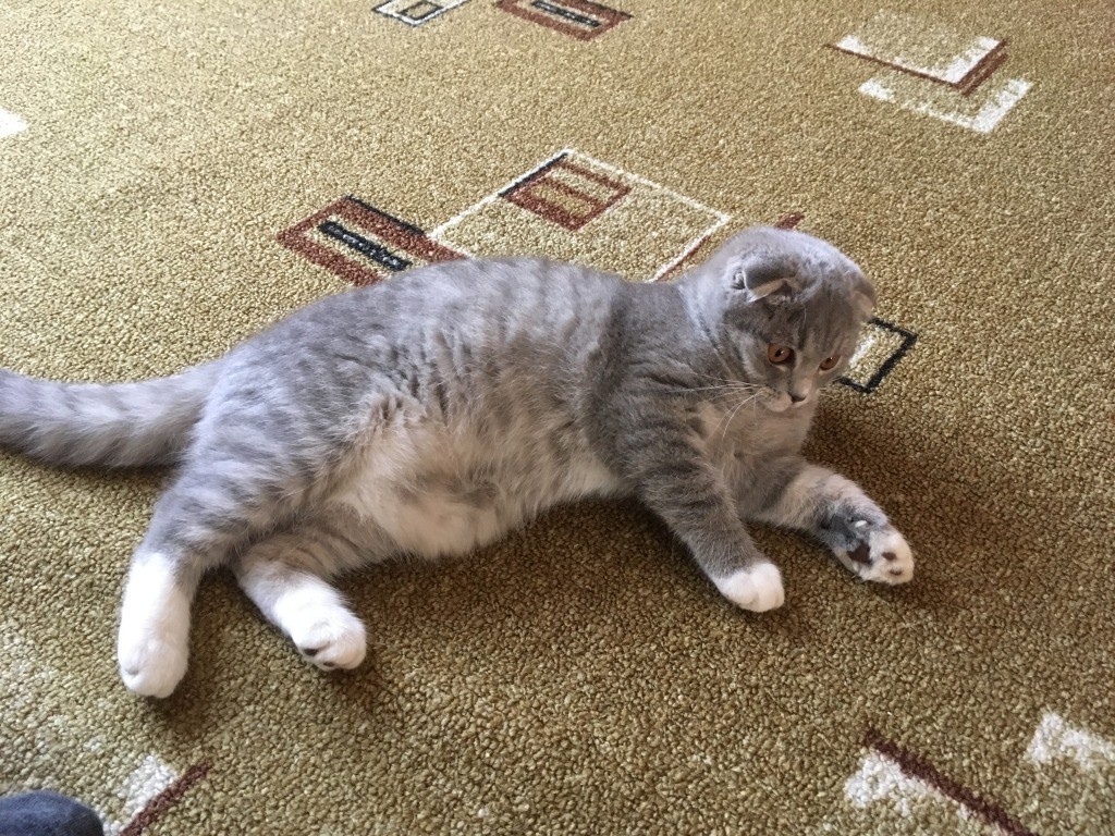 Вчера была статья про этого котенка Тамару...