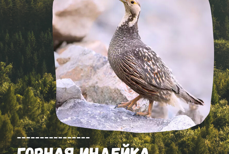 👇 Одна из самых интересных и ценных горных птиц