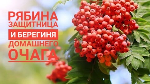 Рябина защитница и берегиня домашнего очага