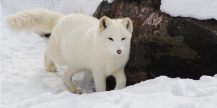 Красивый пушной зверёк, обитающий в арктических регионах страны / Фото: pxhere.com