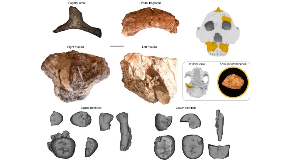   Carrie Mongle et al. / Nature, 2025