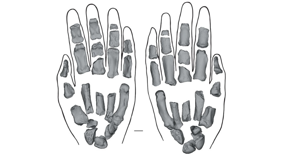   Carrie Mongle et al. / Nature, 2025