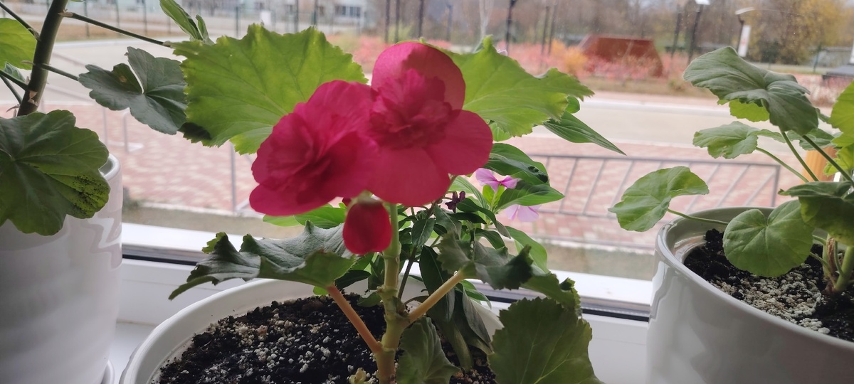    Поливаю фиалки простым настоем этой кожуры — и они цветут так щедро, будто в дом пришла весна