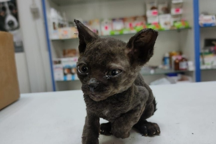 В Ростовской области погиб котенок, которого нашли обгоревшим в мусорке