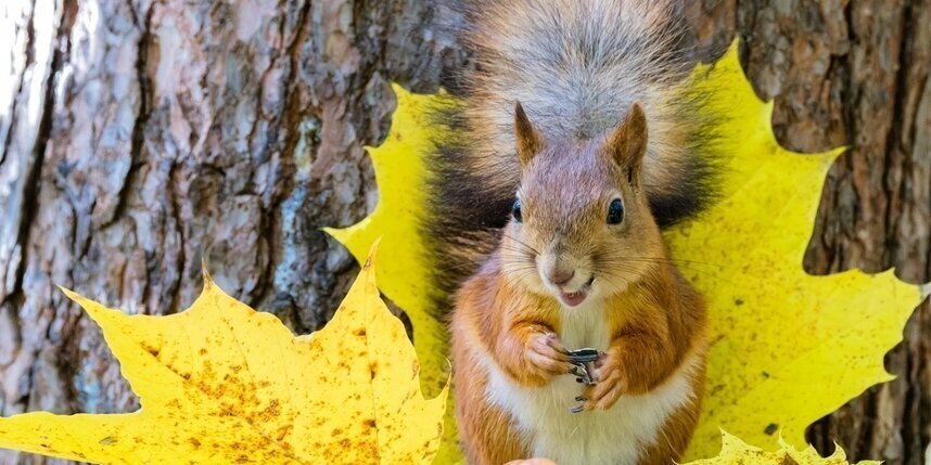    Алёна Бобрович