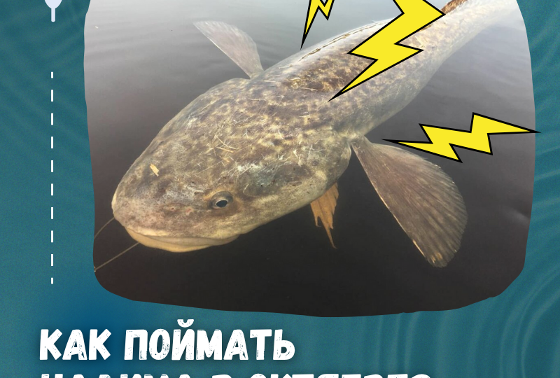 💥 Золотое время для ловли налима пришло!