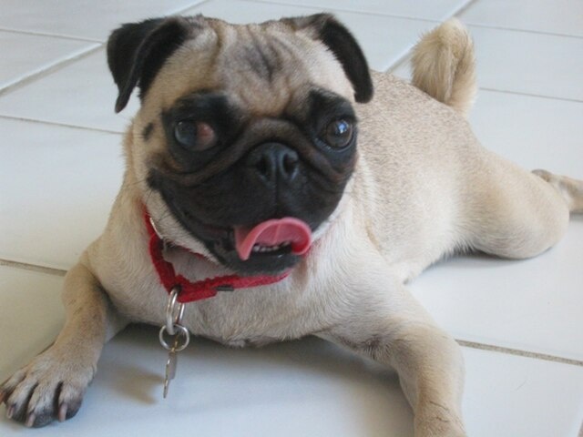 В Китае мопсы занимали особое положение: они не только жили в домах, но и были членами императорской семьи.