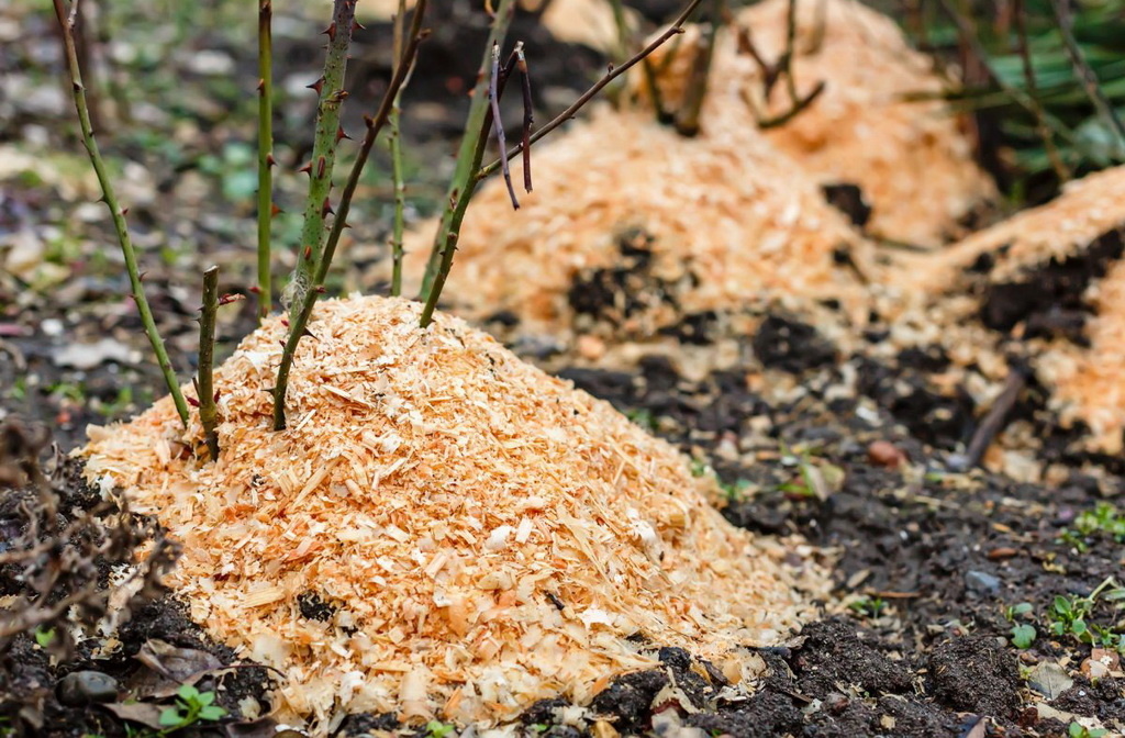 Предзимние хлопоты у роз: идеальный осенний уход, обрезка, обработка и зимнее укрытие