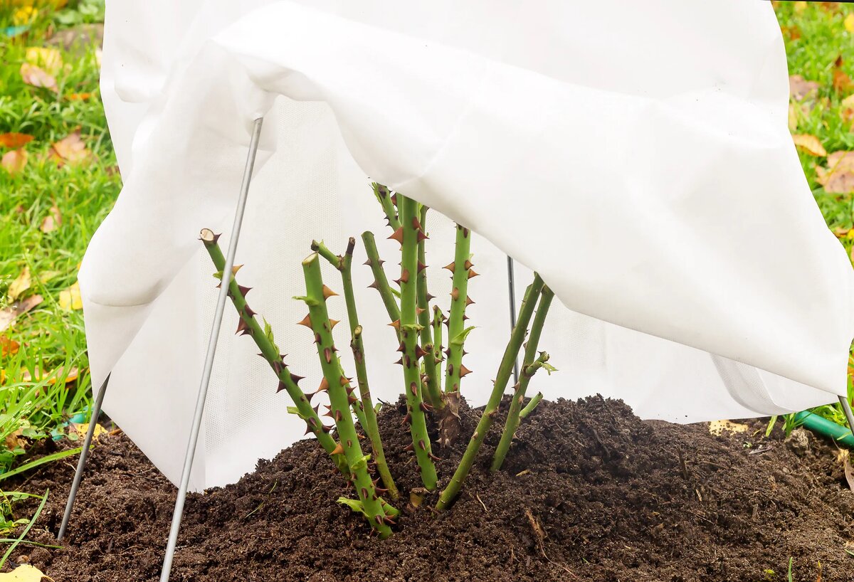 Предзимние хлопоты у роз: идеальный осенний уход, обрезка, обработка и зимнее укрытие