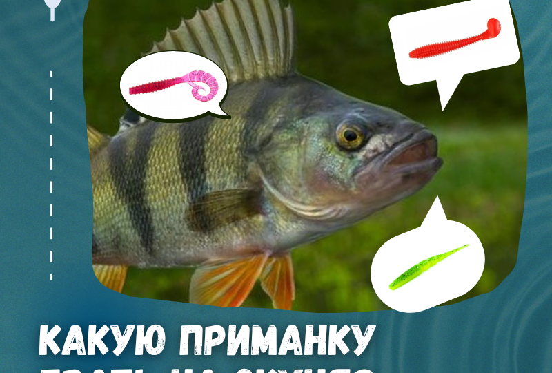 🍁 Чтобы поймать самого большого полосатого этой осенью, вооружаемся следующими приманками: