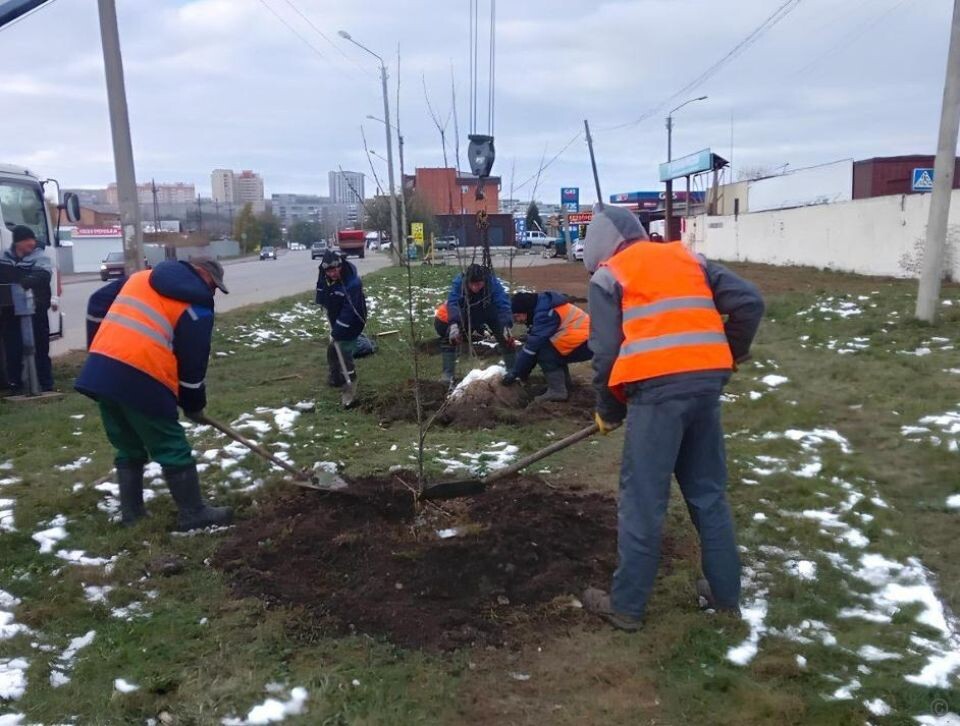    Посадка деревьев в Барнауле. Источник: barnaul.org