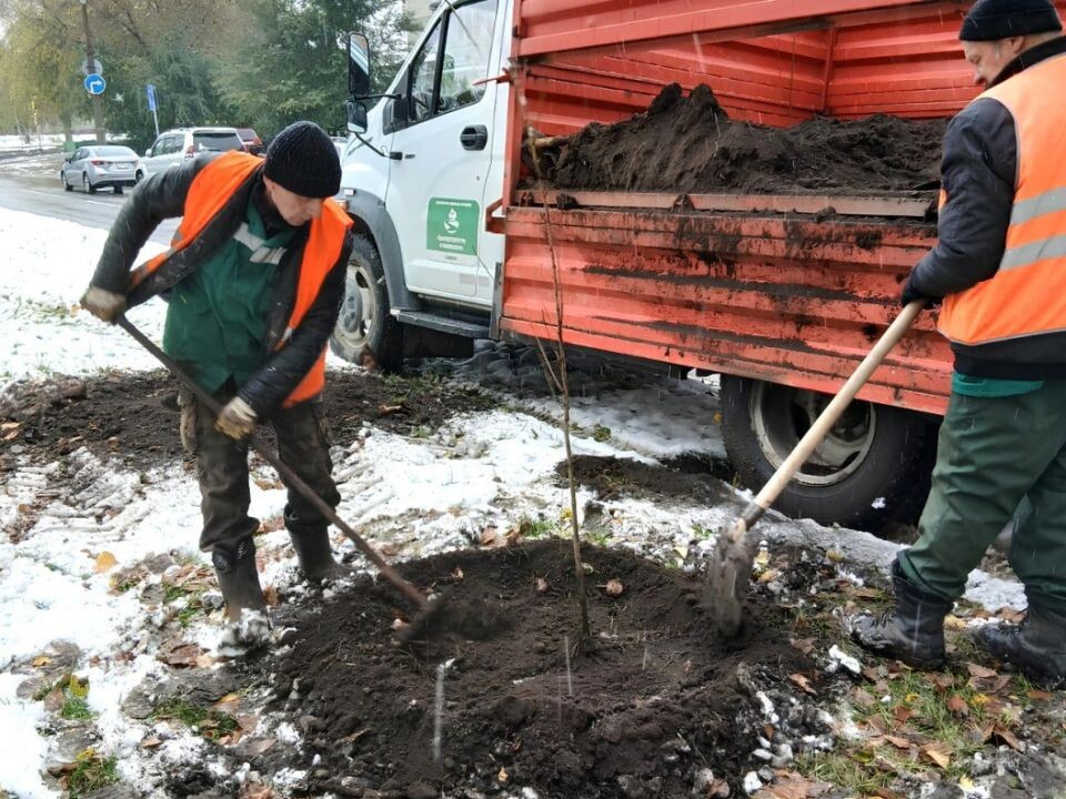    Посадка деревьев в Барнауле. Источник: barnaul.org