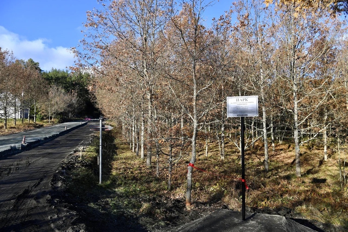    Дубы Николая Лапоревича вдаль улицы Холмистой в Сортавале. Фото: «Республика» / Оксана Кудряшова