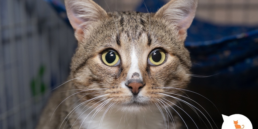 Котики — это капитаны вашей жизни