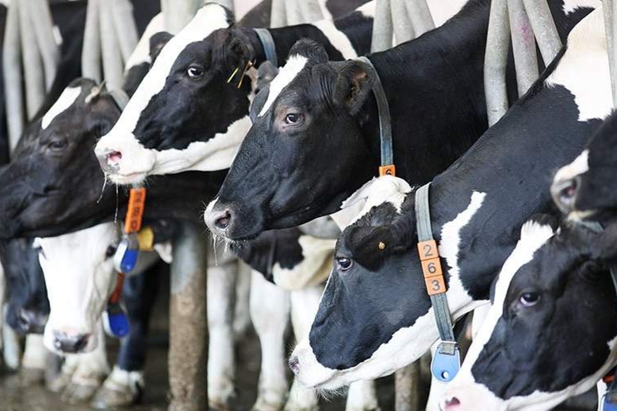    Фото: Виталий Тимкив, источник: ria.ru