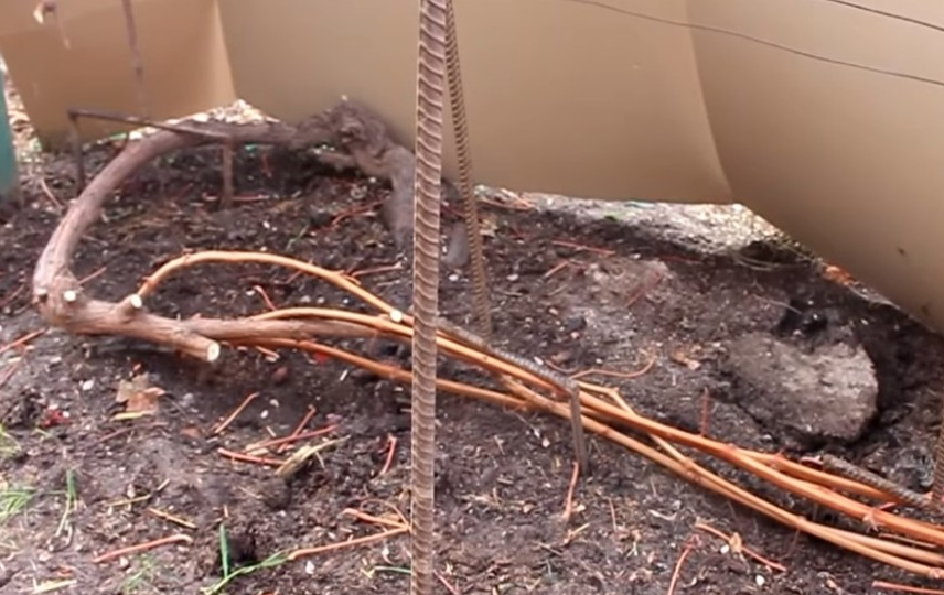 Предзимние хлопоты с виноградом: осенний уход, обрезка и подготовка к зиме