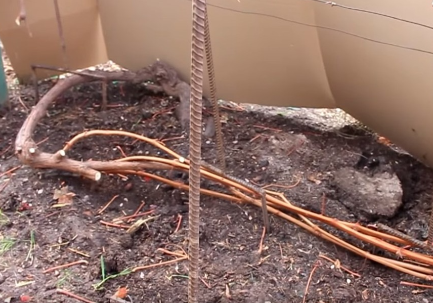 Предзимние хлопоты с виноградом: осенний уход, обрезка и подготовка к зиме 