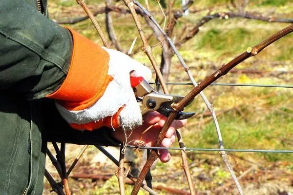 Предзимние хлопоты с виноградом: осенний уход, обрезка и подготовка к зиме 