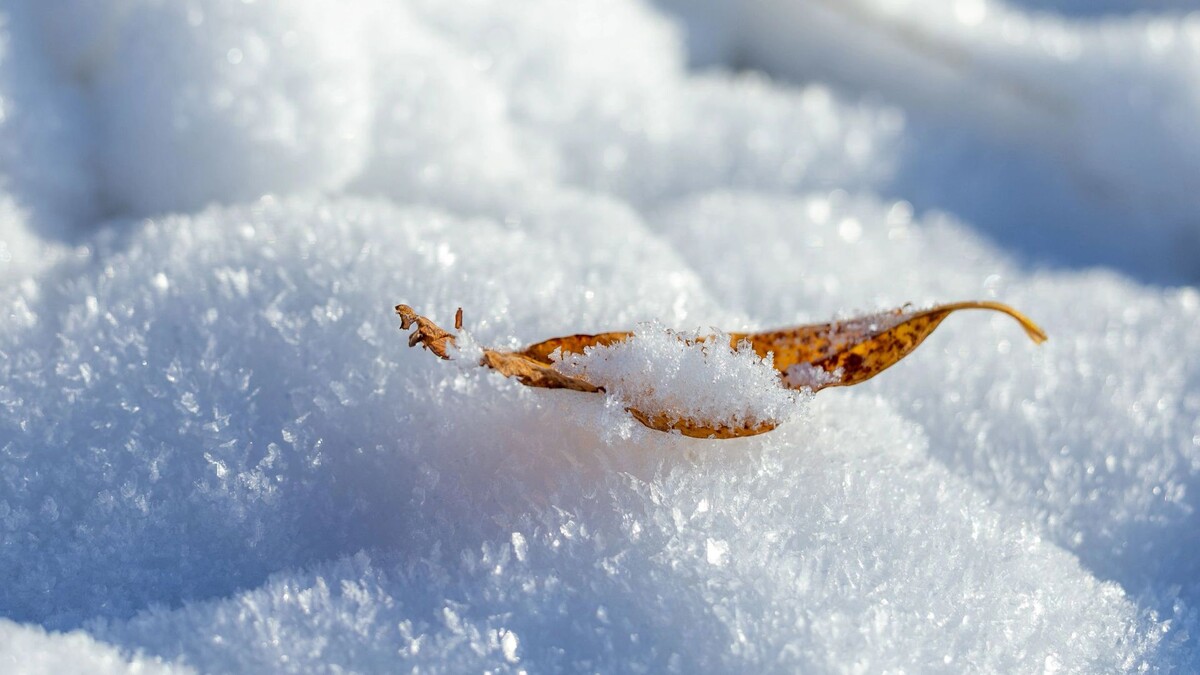    Фото: Федор Воронов/«Ямал-Медиа»