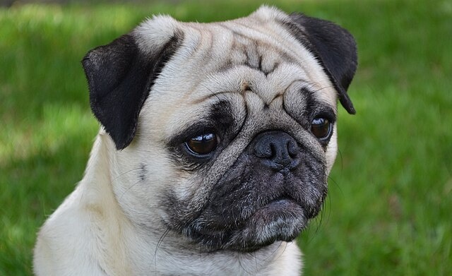 Несмотря на свою внешнюю невозмутимость, мопсы обладают удивительной стойкостью и мужеством.