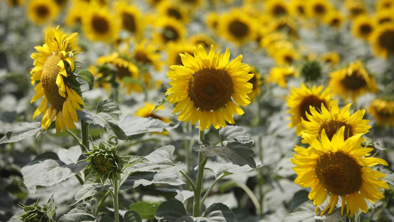    Урожайность подсолнечника в 2025 году на Ставрополье выше, чем в предшествующем, на центнер Фото: ИА «Победа26»