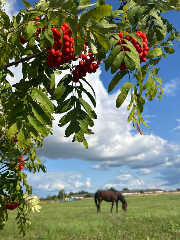 Автор фото Елена Савельева https://t.me/kirzhachnews/9721 