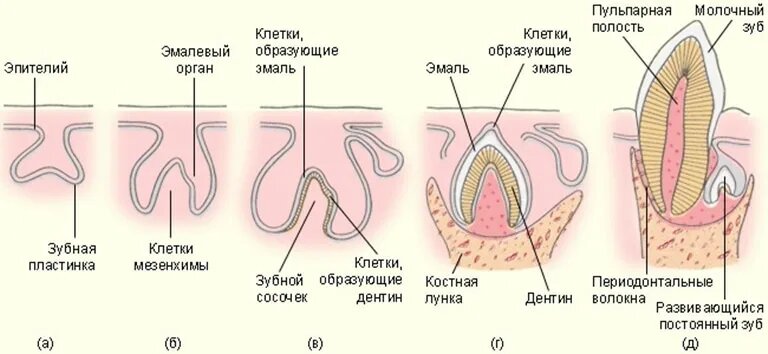 Развитие молочного зуба с формированием и созреванием эмали
