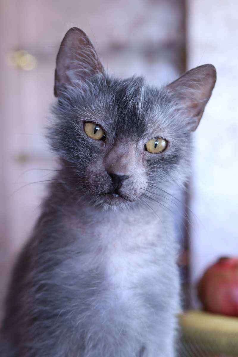 Котик Арни 🐾