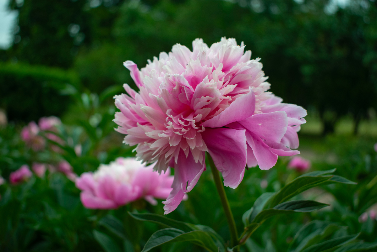 Часть парка с цветниками перед павильоном «Каприз». Роскошные пионы. Фотография автора статьи.
