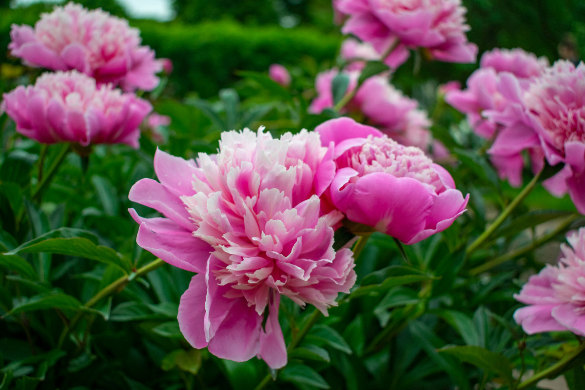 Пион розовый. Фотография автора статьи.