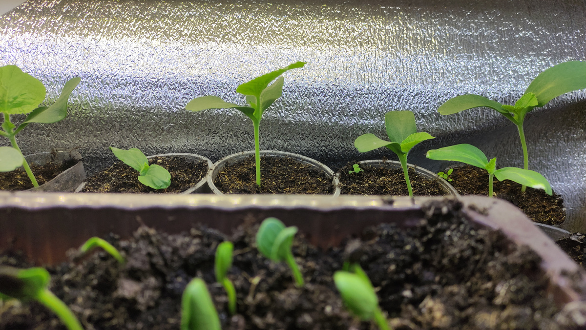 арбуз от 6 мая