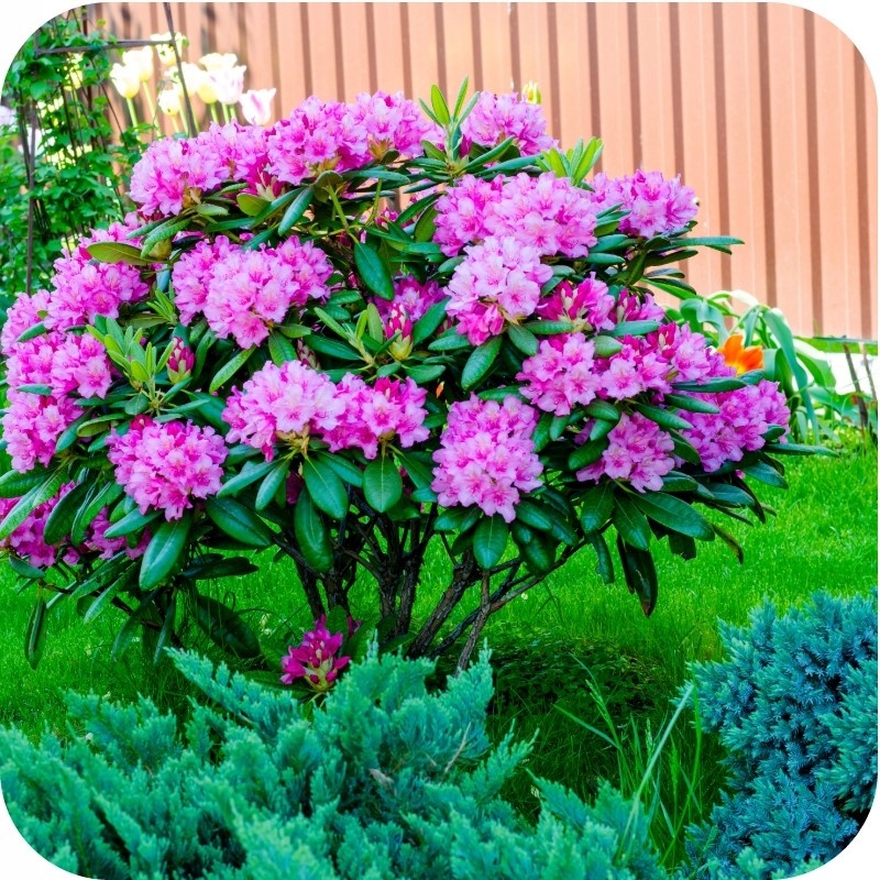 фото не мое, из интернета, на тот момент даже не было мысли фотографировать покупку