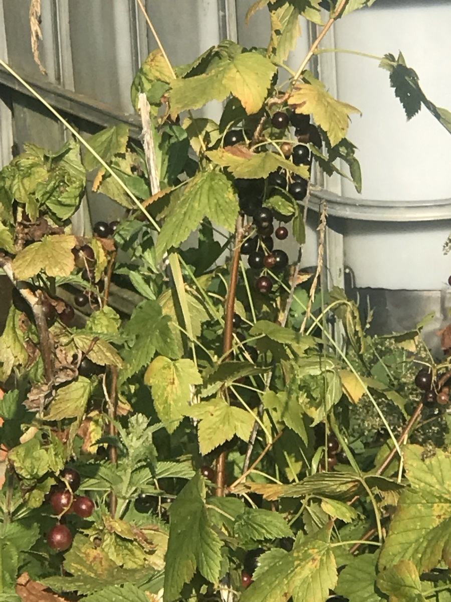 фото мое. смородина. уже выкопана