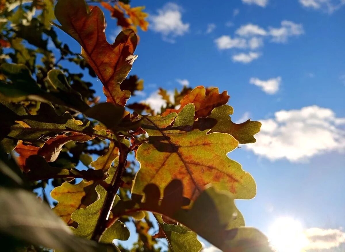    В Тюменской области на неделе ожидается потепление до +10