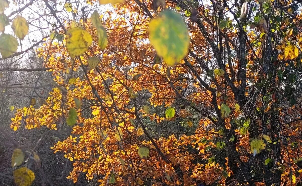   Во сколько обходится туристам отдых на ноябрьские праздники в России