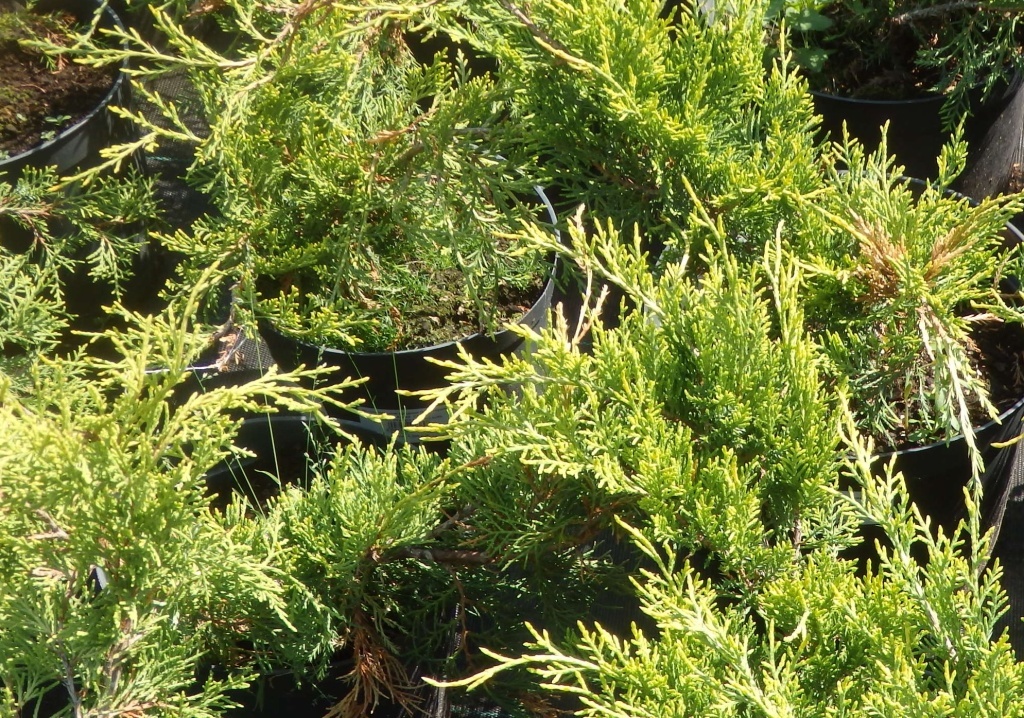  Можжевельник Пфитзериана Русур