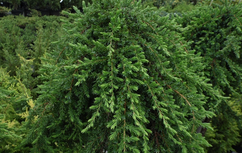 Можжевельник обыкновенный Сибирика 