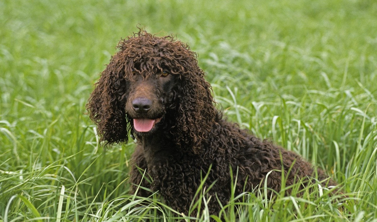 ���������� ������� ��������