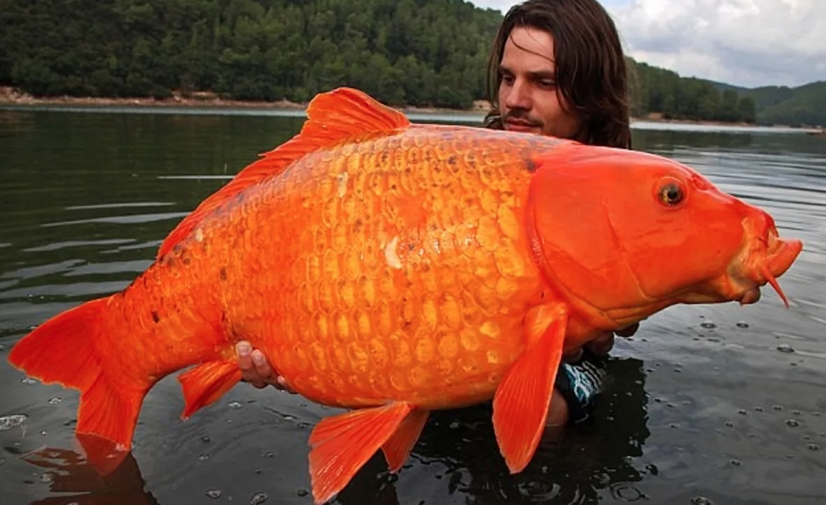    А это уже другая золотая рыбка, которая весит вдвое меньше Морковки. Источник фотографии: IFL Science