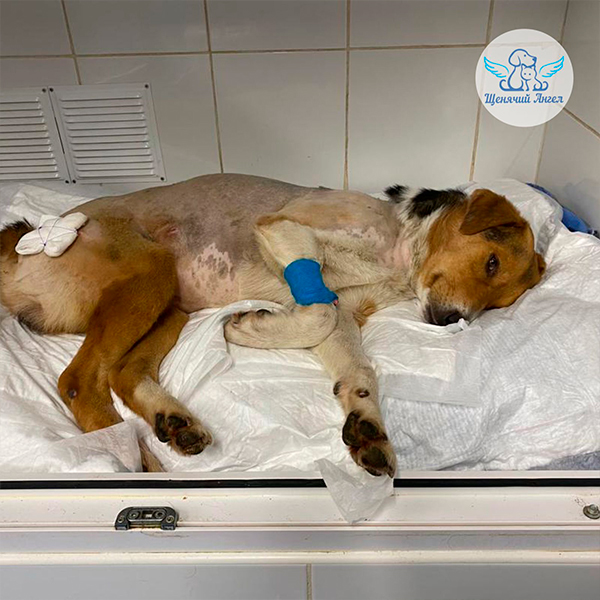 Первые процедуры дались нелегко, но хвостик достойно все выдержал. Пока Степа не мог вставать самостоятельно, его передвигали на носилках