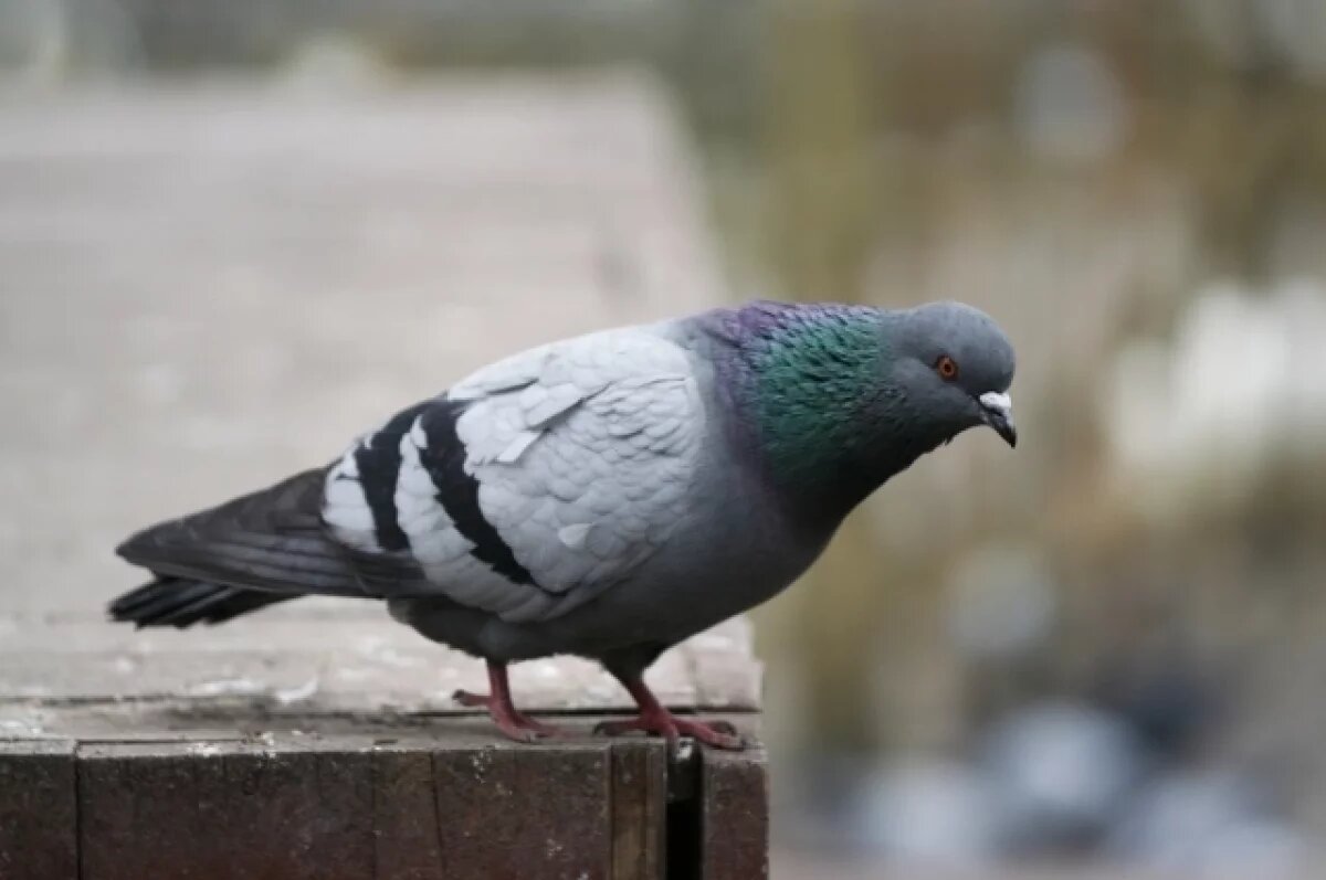    В Омской области таможенники пресекли контрабанду конины и пяти голубей